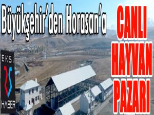 Büyükşehir Horasana canlı hayvan pazarı yaptı 