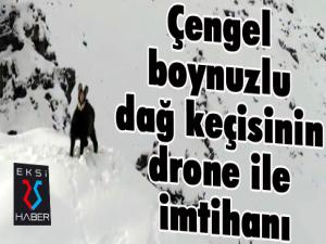 Çengel boynuzlu dağ keçisi drone ile görüntülendi...