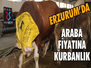 Erzurumda araba fiyatına kurbanlık