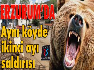 Erzurumda aynı köyde ikinci ayı saldırısı