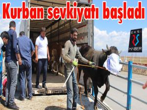 Erzurumdan batıya kurban sevkiyatı başladı 