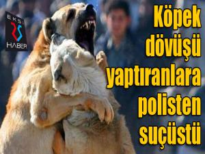 Köpek dövüşü yaptıranlara Oltu polisi suçüstü yaptı 