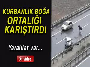 Kurbanlık boğa kazaya neden oldu: 5 yaralı