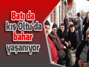 Batı da kış Oltu'da bahar yaşanıyor