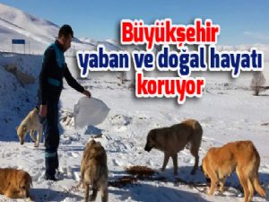 Büyükşehir yaban ve doğal hayatı koruyor