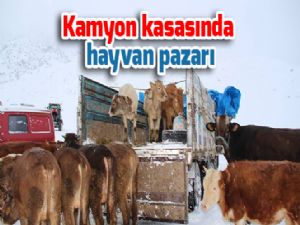 Kamyon kasasında hayvan pazarı