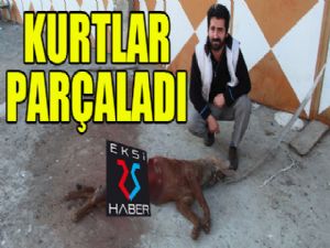 Aç kalan kurtlar işyerinin önüne bağlı köpeği parçaladı..