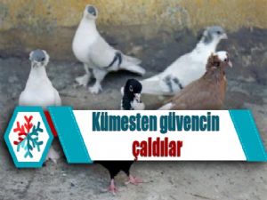 Kümesten güvencin çaldılar