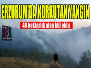 Erzurum'da 40 hektar ormanlık alan yandı