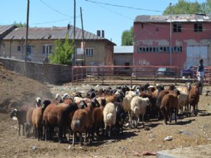 Kurbanlıklar pazara indi...