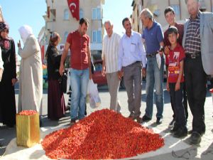 Oltu pazarında kuşburnu kapış kapış