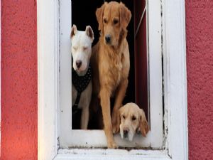 Köpekleri için ev kiraladı...