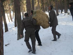 Yaban hayata yem takviyesi...