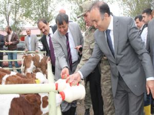 Hayvan çiftliğini ziyaret etti... Buzağıları elleriyle besledi...