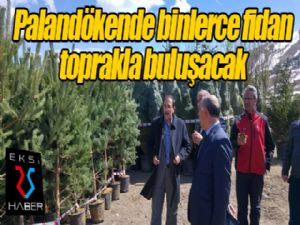 Palandöken'de binlerce fidan toprakla buluşacak...