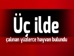  Üç ilde çalınan yüzlerce hayvan bulundu