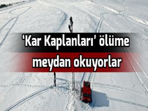 'Kar Kaplanları' ölüme meydan okuyorlar