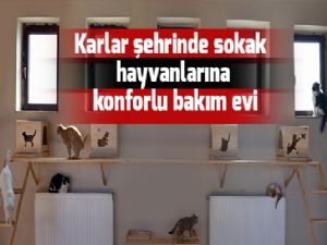 Karlar şehrinde sokak hayvanlarına konforlu bakım evi