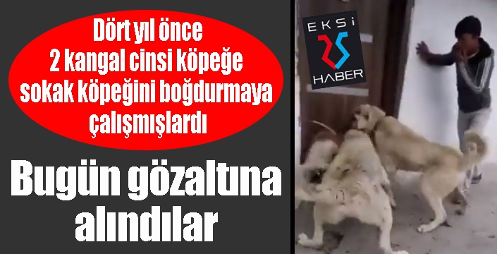 2 kangal cinsi köpeğe sokak köpeğini boğdurmaya çalışan kişiler gözaltına alındı