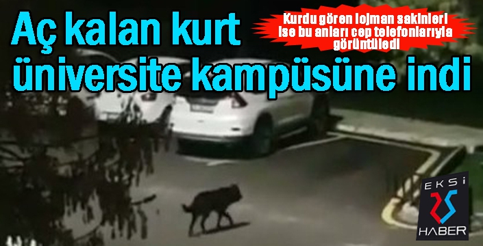 Aç kalan kurt üniversite kampüsüne indi