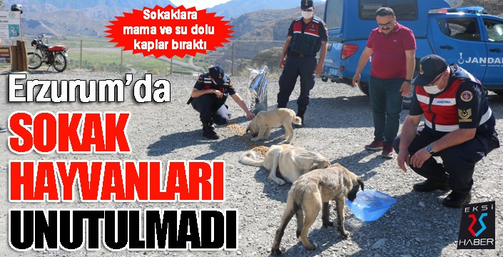 Erzurum'da sokak hayvanları unutulmadı...