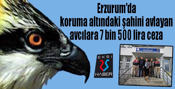 Koruma altındaki şahini avlayan avcılara 7 bin 500 lira ceza