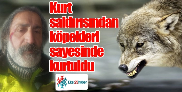 Kurt saldırısından köpekleri sayesinde kurtuldu