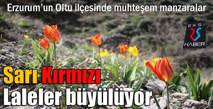 Sarı Kırmızı Laleler büyülüyor